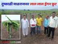 कांद्याचं गाव असलेल्या बिदालमधील शेतकरी वळले फळबागेकडे - Marathi News | Farmers in Bidal village famous for onion crop now turned to fruit crops cultivation | Latest agriculture News at Lokmat.com