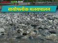 biofloc fish farming मत्स्यपालनात आलं नवीन तंत्रज्ञान; आता कमी जागेत, कमी कालावधीत घ्या अधिक उत्पादन - Marathi News | biofloc fish farming New technology in fisheries; Now get more product in less space, in less time | Latest agriculture News at Lokmat.com