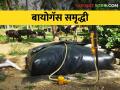 बायोगॅससाठी गोकुळने राबविली हि योजना, पशुपालकांना कसा मिळतोय लाभ - Marathi News | Biogas Samriddhi Yojana implemented by Gokul for biogas, how farmer is getting benefit | Latest agriculture News at Lokmat.com