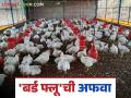 Bird Flu : 'बर्ड फ्लू'ची अफवा; काय म्हणता आहेत पोल्ट्रीधारक? - Marathi News | Bird Flu : Rumors of 'bird flu'; What do poultry farmers say? | Latest agriculture News at Lokmat.com