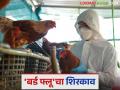 Bird Flu: राज्यात 'बर्ड फ्लू' मुळे टेन्शन वाढले; 'हाय अलर्ट' जारी - Marathi News | Bird Flu: latest news Tension increased due to 'Bird Flu' in the state; 'High alert' issued | Latest agriculture News at Lokmat.com