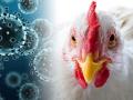 Bird Flu : मरिआईचीवाडी वगळता सर्व मृत कोंबड्यांचा अहवाल निगेटिव्ह... - Marathi News | Report of all dead hens except Mariaichiwadi is negative ... | Latest satara News at Lokmat.com