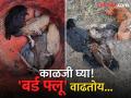 नांदेडात 'बर्ड फ्लू'; मृत कोंबड्यांचा अहवाल आला पॉझिटिव्ह - Marathi News | Bird flu in Nanded Report of dead chickens comes positive | Latest nanded News at Lokmat.com