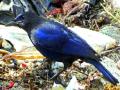 पश्चिम घाटातील ‘शीळ' घुटमळतोय औरंगाबादच्या नाल्यावर! - Marathi News | The 'whistling thrush' in the Western Ghats is frightening at Aurangabad! | Latest chhatrapati-sambhajinagar News at Lokmat.com