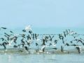 पोंग सरोवरात ५० हजारांपेक्षा जास्त स्थलांतरित पक्षी - Marathi News | Over 3,000 migratory birds in Pong Lake | Latest national News at Lokmat.com