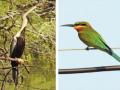 दुर्मीळ तिरंदाज पक्ष्याचे मुंबईकरांना घडले दर्शन - Marathi News | a rare archer bird was seen by mumbaikars bird watching opportunities in other districts of the state as well | Latest mumbai News at Lokmat.com