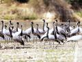 पाणथळ जागा, स्थलांतरित पक्षी आणि त्याचा अभ्यास - Marathi News | Wetlands migratory birds and their study | Latest editorial News at Lokmat.com