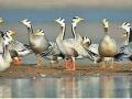 युरोपियन राजहंस पक्ष्यांचे कापशी तलावावर आगमन - Marathi News | European swan birds arrive at Kapshi Lake | Latest akola News at Lokmat.com
