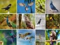पक्षी सप्ताह : ऑनलाईन पक्षी प्रदर्शन - Marathi News | Bird Week : Online bird show | Latest mumbai News at Lokmat.com