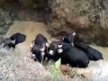 शेतविहिरीत पडलेल्या गव्यांना ग्रामस्थांनी दिले जीवदान - Marathi News | villagers save Bison who fell into well | Latest kolhapur Videos at Lokmat.com