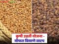 अनुदानावर गहू, हरभरा बियाणे, 10 किलोपासून ते 100 किलोपर्यंत बियाणे मिळणार - Marathi News | Latest news Biyane Anudan Wheat, gram seeds vikri seeds from 10 kg to 100 kg will be available on subsidy | Latest agriculture News at Lokmat.com