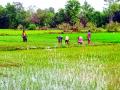 विक्रमगडमध्ये उन्हाळी भात लागवड पूर्ण - Marathi News | Summer rice cultivation in Vikramgarh is complete | Latest vasai-virar News at Lokmat.com