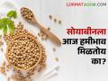 Soybean Market: सकाळच्या सत्रात राज्यात २९८५ क्विंटल सोयाबीनची आवक, हमीभाव मिळतोय का? - Marathi News | | Latest agriculture News at Lokmat.com