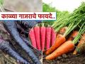 लाल आणि केशरी गाजरांपेक्षा फायदेशीर असतात का काळे गाजर? पाहा काय असतो यांमध्ये फरक - Marathi News | What are the benefits of black carrot know | Latest sakhi News at Lokmat.com