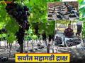 इंदापूरच्या शेतकऱ्यांनी उत्परिवर्तन पद्धतीच्या आधाराने वाढविलेल्या काळ्या रंगाचे द्राक्ष वाण ठरतंय पॉप्युलर; वाचा सविस्तर - Marathi News | Black grape variety developed by Indapur farmers using mutation breeding methods is becoming popular; Read in detail | Latest agriculture News at Lokmat.com