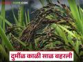 बाजारात १० ते १२ हजार रुपये क्विंटल भाव मिळणाऱ्या 'ह्या' भाताने आदिवासी शेतकऱ्यांची राने बहरली - Marathi News | Tribal farmers fields have flourished with this rice, which fetches Rs 10,000 to Rs 12,000 per quintal in the market | Latest agriculture News at Lokmat.com