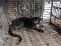 सिंधुदुर्गातील बगिराची वनखात्याकडून सुटका - Marathi News | Black Panther found in Sindhudurg | Latest sindhudurga News at Lokmat.com