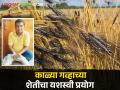 Success Story : अहमदनगरमध्ये काळ्या गव्हाच्या शेतीचा यशस्वी प्रयोग, दोन गुंठ्यात चांगलं उत्पादन  - Marathi News | Latest news Successful experiment of black wheat farming in Ahmednagar see details | Latest agriculture News at Lokmat.com