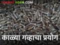 काळ्या गव्हाचं वाण पेरलं अन् यशस्वीही झालं, नंदुरबार येथील शेतकऱ्याचा प्रयोग  - Marathi News | Latest News Successful experiment of black wheat by a farmer from Nandurbar | Latest agriculture News at Lokmat.com