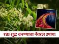 रक्त शुद्ध करण्याचा नॅचरल उपाय, आरोग्यासंबंधी अनेक समस्या लगेच होतील दूर! - Marathi News | Neem leaves to clean and purify blood from toxins told by doctor | Latest sakhi News at Lokmat.com