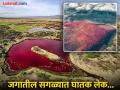जगातील सगळ्यात सुंदर पण घातक लेक, पाण्याचा रंग रक्तासारखा लाल आणि किनाऱ्यावर मृतदेहांचा खच - Marathi News | Blood coloured lake in Tanzania can turn living creatures into stone statues | Latest jarahatke Photos at Lokmat.com