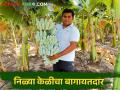 सोलापूरच्या अभिजीत पाटलांच्या शेतात बहरली अमेरिकेतील निळी केळी - Marathi News | American blue banana blossomed in farmer Abhijit Patil farm of Solapur | Latest agriculture News at Lokmat.com