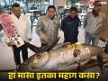 बापरे! 11 कोटींचा मासा, का म्हटलं जातं काळं सोनं? तुम्हालाही होईल खाण्याची इच्छा - Marathi News | why is bluefin tuna so expensive know everything about this fish | Latest international Photos at Lokmat.com