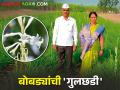 कमी खर्चामध्ये जास्त उत्पन्न देणाऱ्या या हुकमी पिकाने बोबडे कुटुंबाच्या जीवनात आणला सुगंध - Marathi News | This assured crop, which gives high income at low cost, brought fragrance to the life of the Bobde family | Latest agriculture News at Lokmat.com