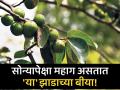 'या' झाडाचं फळ सोन्यापेक्षाही महाग, जाणून घ्या यामागचं कारण... - Marathi News | Fruit of bodhichitta tree is more expensive than gold | Latest jarahatke News at Lokmat.com