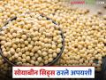 Soybean Biyane Case: शेतकऱ्यांना मिळला न्याय; बियाणे फसले, आता भरपाई मिळणार वाचा सविस्तर - Marathi News | latest news Soybean Biyane Case: Farmers will get justice; Seeds failed, now they will get compensation Read in detail | Latest agriculture News at Lokmat.com
