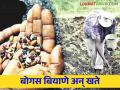 Bogus seeds, fertilizers : शेतकऱ्यांच्या माथी पुन्हा बोगस बियाणे अन् खते ! - Marathi News | Bogus seeds, fertilisers: Bogus seeds and fertilizers again on farmers! | Latest agriculture News at Lokmat.com