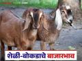 Goat Market Update : बोकडाचे भाव घसरले, शेळीचे दर टिकून, वाचा काय भाव मिळतोय?  - Marathi News | Latest News Goat Market Update Goat prices Down, goat prices remain stable, read full details | Latest agriculture News at Lokmat.com