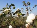 केंद्राचे पथक गुरूवारी घेणार कापूस नुकसानाचा अंदाज - Marathi News | centers squad will take revieve of Cotton Damage | Latest buldhana News at Lokmat.com
