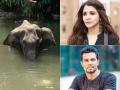 अमानुषपणे गरोदर हत्तीणीची हत्त्या; बॉलिवूड संतापले! - Marathi News | bollywood-stars-reaction-on-pregnant-elephant-killed-after-eating-pineapple-filled-with-firecrackers | Latest filmy News at Lokmat.com