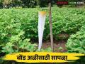 कापूस पिकात गुलाबी बोंड अळीच्या नियंत्रणासाठी कसे कराल जैविक उपाय - Marathi News | How to use biological measures to control pink bollworm in cotton crop | Latest agriculture News at Lokmat.com