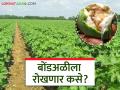 Cotton Cultivation: पूर्वहंगामी कपाशीमुळे बोंडअळीचा धोका वाढतोय वाचा सविस्तर - Marathi News | Cotton Cultivation: latest news Pre-season cotton is increasing the risk of bollworm Read in detail | Latest agriculture News at Lokmat.com