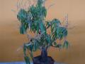 मूर्ती लहान, कीर्ती महान... 'हे' वामनवृक्ष पाहून मज्जा वाटेल! - Marathi News | Bonsai's exhibition of more than 1,000 trees in Pune | Latest pune Photos at Lokmat.com