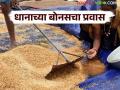 Dhan Bonus : धानाच्या बोनसचा प्रति क्विंटल ते हेक्टरपर्यंतचा प्रवास, जाणून घ्या सविस्तर  - Marathi News | Dhan Bonus knopromise of giving bonus to the paddy farmers was delay in detail | Latest agriculture News at Lokmat.com