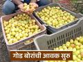 पुणे बाजार समितीत आंबट आणि गोड बोरांची आवक सुरु; कसा मिळतोय दर? - Marathi News | Arrival of sour and sweet ber has started in Pune Market Committee; How are you getting the price? | Latest agriculture News at Lokmat.com