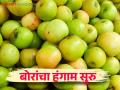 Bor Bajar Bhav : आंबट-गोड बोरांचा हंगाम सुरू; कोणत्या बोराला मिळतोय किती भाव? - Marathi News | Bor Bajar Bhav : Sour-sweet ber season start; How much market price get different types of ber? | Latest agriculture News at Lokmat.com