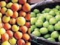 गावरान बोरं झाली गायब, देशी बोरांच्या जागी आता... - Marathi News | Gavaran bore disappeared Apple bore in place of native bore | Latest sangli News at Lokmat.com