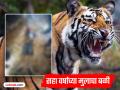 Tiger Attack Gondia: घराबाहेर खेळत असतानाच वाघाने घातली झडप, सहा वर्षांचा प्रज्वल ठार - Marathi News | Tiger Attack Gondia: Tiger attacks six-year-old Prajwal while playing outside | Latest gondia News at Lokmat.com