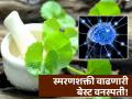 आयुर्वेदानुसार स्मरणशक्ती वाढवणारी सगळ्यात बेस्ट वनस्पती, फायदे वाचून व्हाल अवाक्! - Marathi News | According to Ayurveda eat brahmi herb to increase memory | Latest health News at Lokmat.com