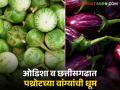 Brinjal Market : पथ्रोटची हिरवी वांगी ओडिशा व छत्तीसगढात पोहोचली; शेतकऱ्यांना मिळाले लाखोंचे उत्पन्न - Marathi News | latest news Brinjal Market : Pathrot's green brinjal reached Odisha and Chhattisgarh; Farmers got income worth lakhs | Latest agriculture News at Lokmat.com