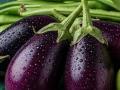 भलेही भरपूर पोषण देतात, टेस्टी लागतात पण काही लोकांसाठी वांगी घातक; पाहा कुणी आणि का खाऊ नयेत वांगी - Marathi News | Who should not eat brinjal side effects of eggplant in kidney stone and allergy | Latest sakhi Photos at Lokmat.com