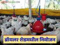 Poultry Farming : कुक्कुटपालन करताय? ब्रॉयलर शेडमधील नियोजन कसे असावे? वाचा सविस्तर  - Marathi News | Latest News Poultry Farming How should planning in broiler shed be Read in detail | Latest agriculture News at Lokmat.com