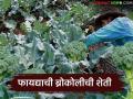 ब्रोकोली शेतीचा यशस्वी प्रयोग, 70 दिवसांत लाखो रुपयांचे उत्पन्न, वाचा ब्रोकोली शेतीचा फॉर्म्युला - Marathi News | Latest News Successful experiment in broccoli farming, income of lakhs of rupees in 70 days | Latest agriculture News at Lokmat.com