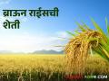 Brown Rice : नंदुरबार जिल्ह्यातील आदिवासी शेतकरी आजही ब्राऊन राईसची शेती करतात? कारण.....  - Marathi News | Latest News tribal farmers of Nandurbar district still cultivate brown rice why see reason | Latest agriculture News at Lokmat.com