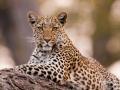 जंगलाबाहेर बिबट्याची संख्या वाढली; राज्यात २८०० ची नोंद - Marathi News | Leopard numbers increased outside the forest; A record of 2800 in the state | Latest amravati News at Lokmat.com