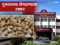 गुजरातमधील भरुच शेंगदाण्याला टक्कर देण्यासाठी कोंकण कृषी विद्यापीठाचा नवीन वाण; वाचा सविस्तर - Marathi News | Konkan Agricultural University's new variety to compete with Bharuch peanuts in Gujarat; Let's see in detail | Latest agriculture News at Lokmat.com